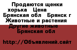 Продаются щенки хорька › Цена ­ 3 000 - Брянская обл., Брянск г. Животные и растения » Другие животные   . Брянская обл.